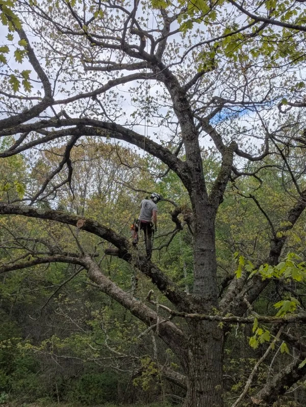 Tree removal service in Annapolis Valley, Nova Scotia.
