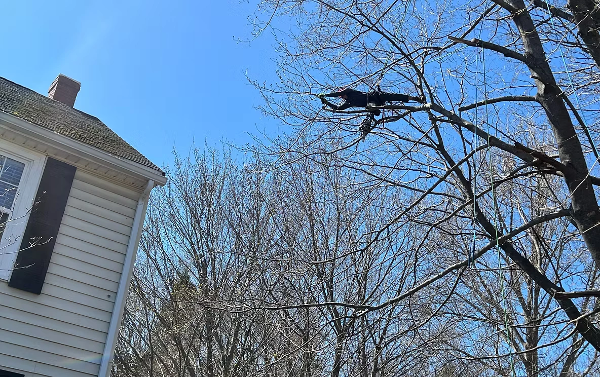 Professional Tree Services Ottawa