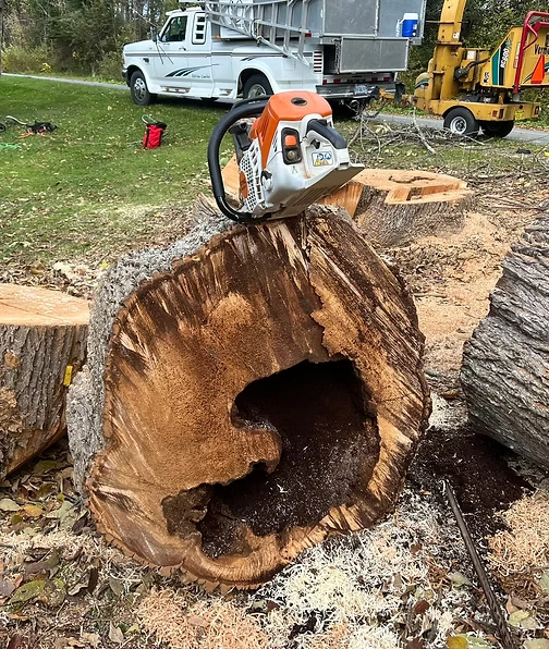 Leading Tree Removal Professionals in Ottawa