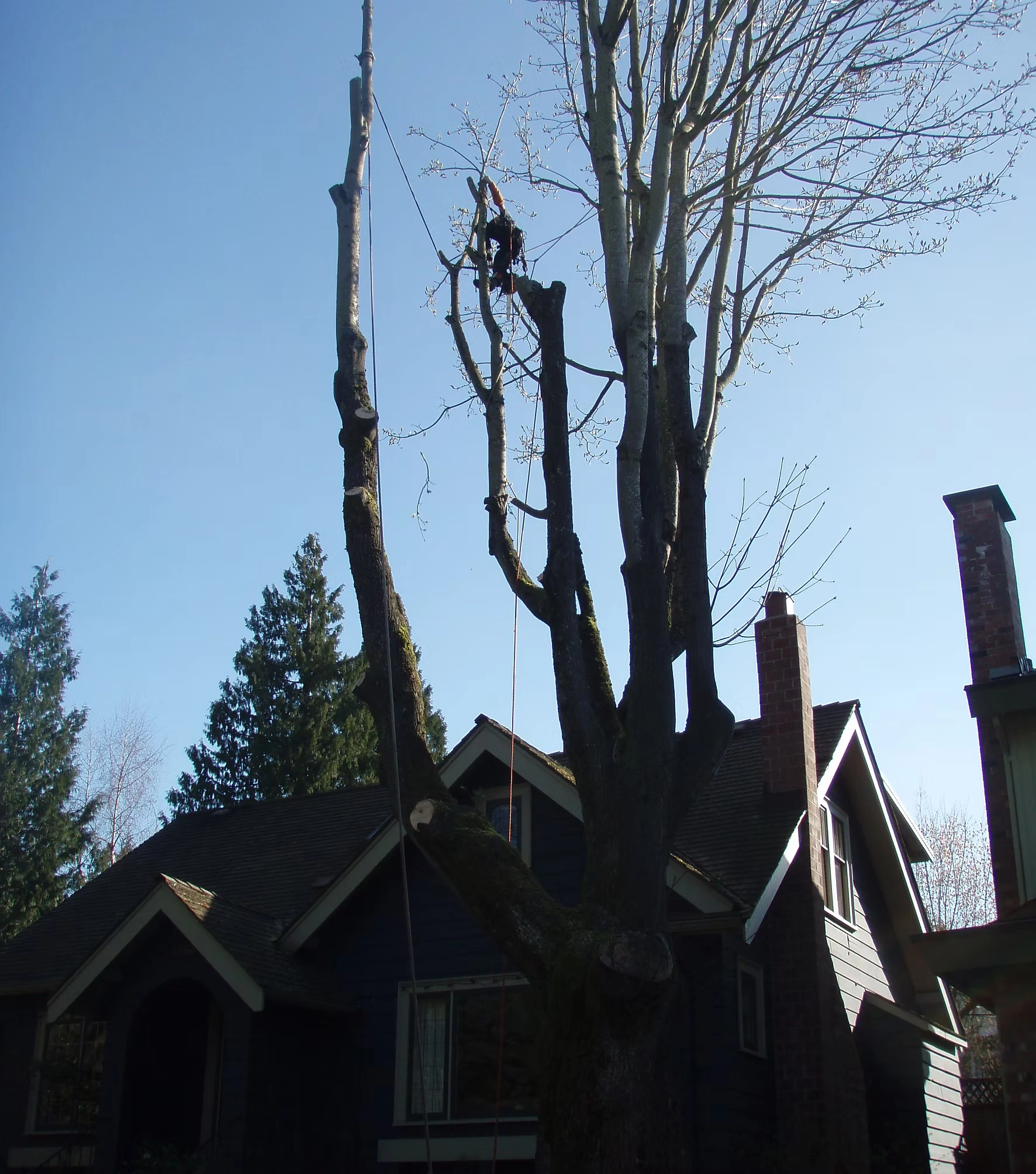 Leading Tree Removal Professionals in Ottawa