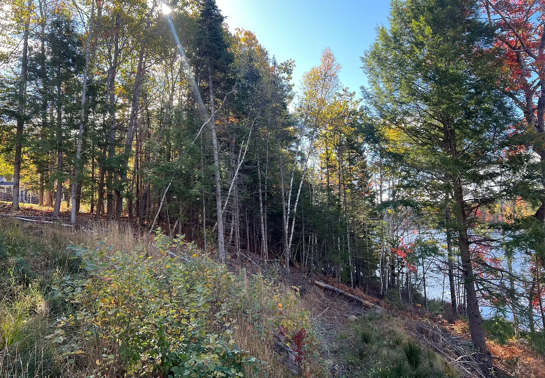 Leading Tree Removal Professionals in Ottawa