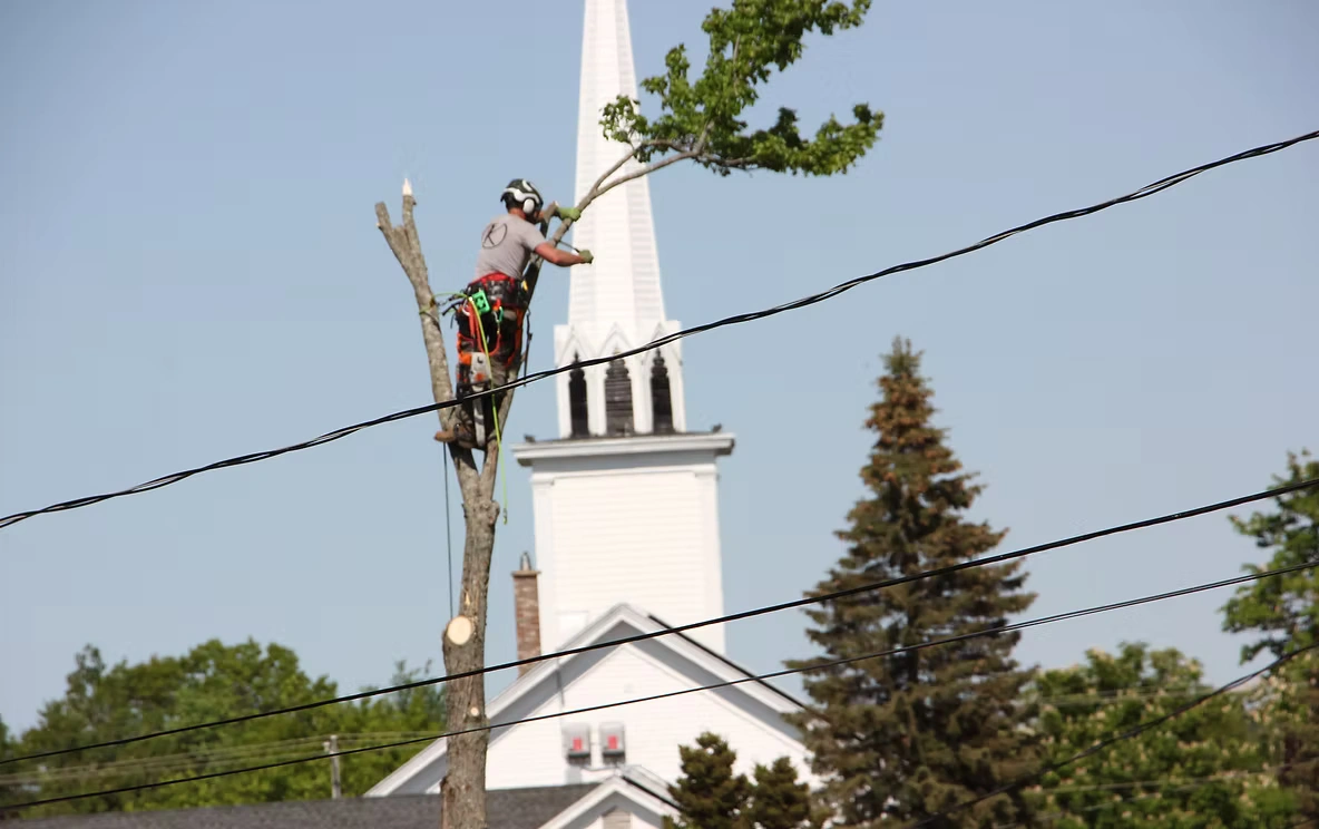 Tree Service Ottawa