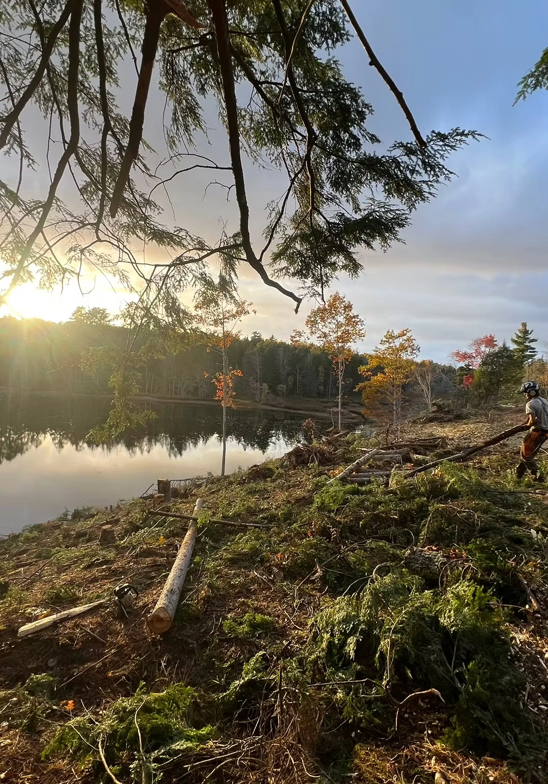 Leading Tree Removal Professionals in Ottawa