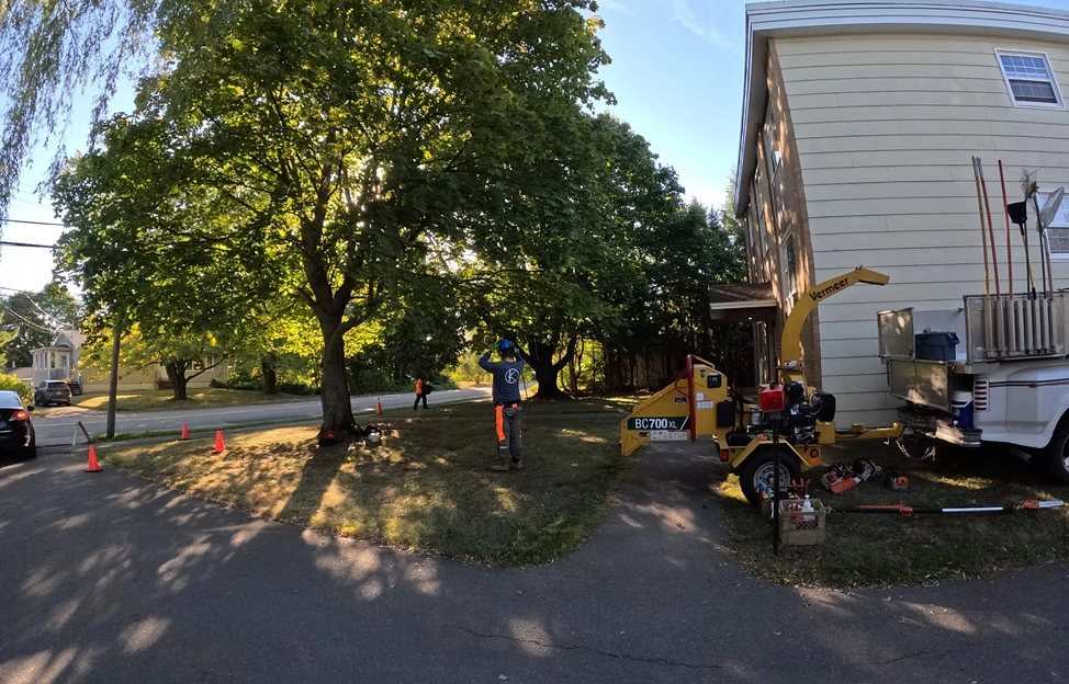 Leading Tree Removal Professionals in Ottawa
