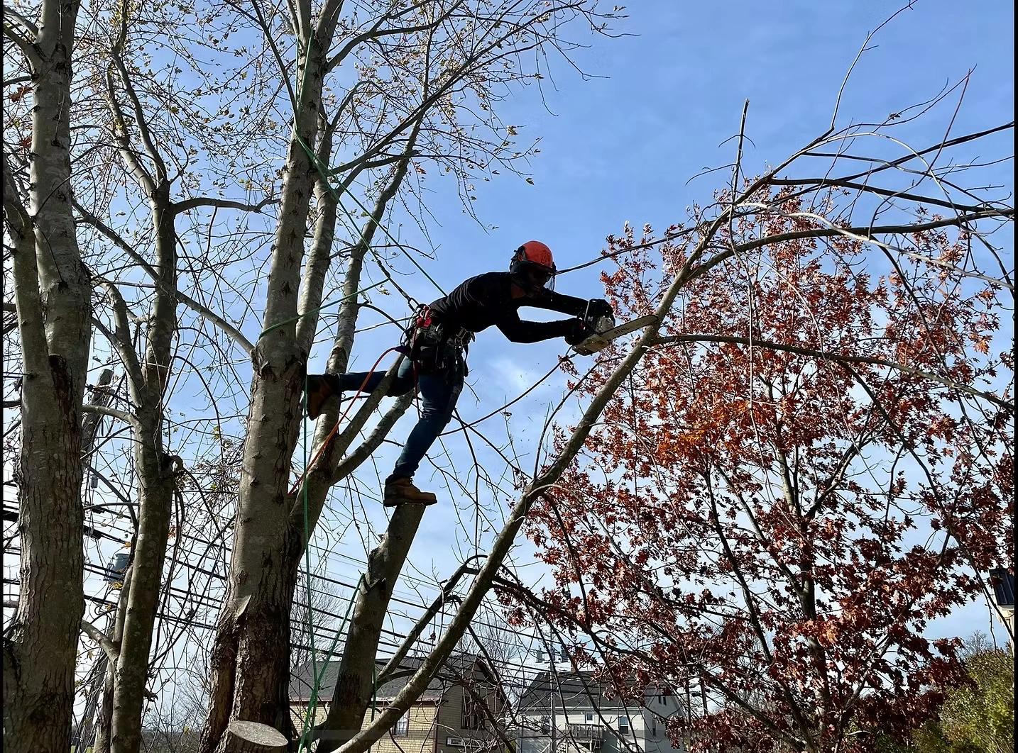 Leading Tree Removal Professionals in Ottawa