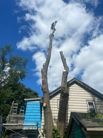 Leading Tree Removal Professionals in Ottawa