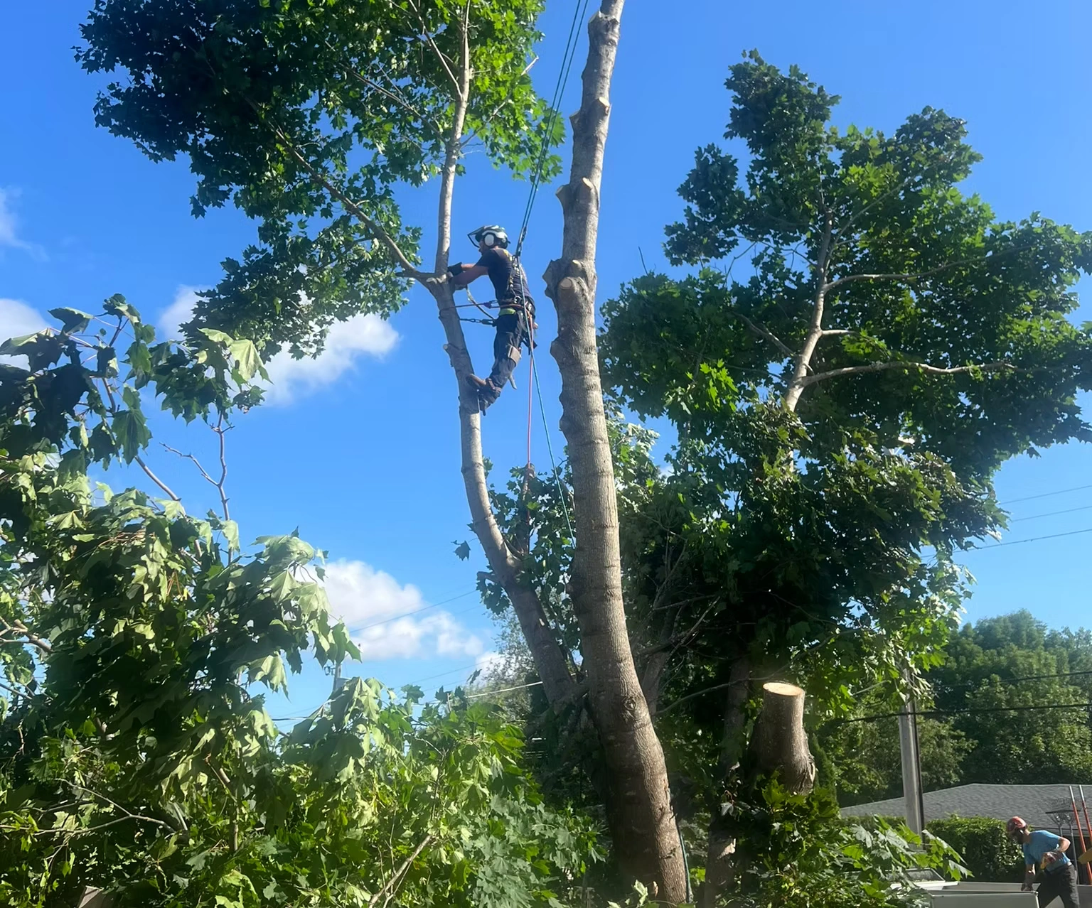 Leading Tree Removal Professionals in Ottawa