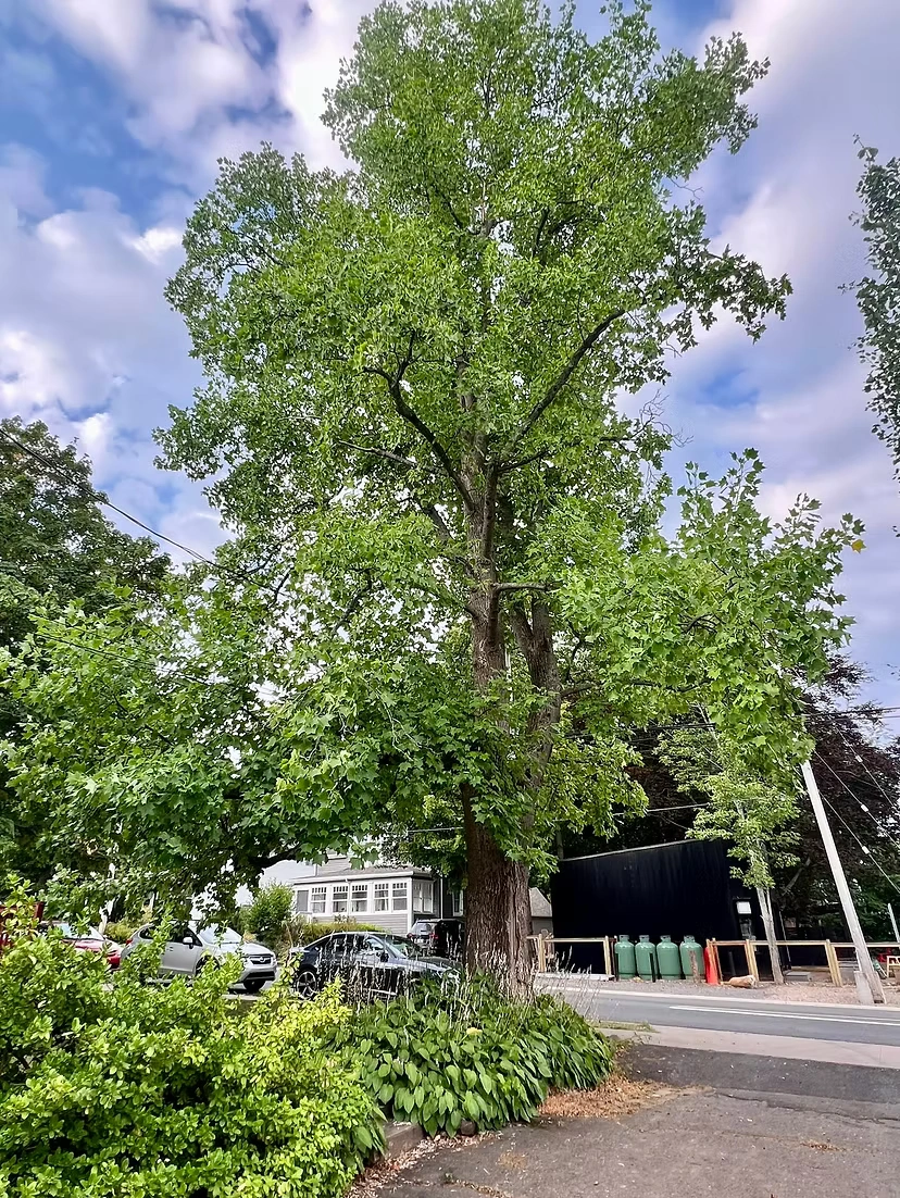 Leading Tree Removal Professionals in Ottawa