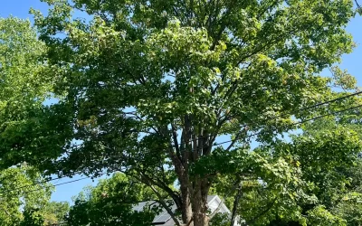 How and why to prune your trees