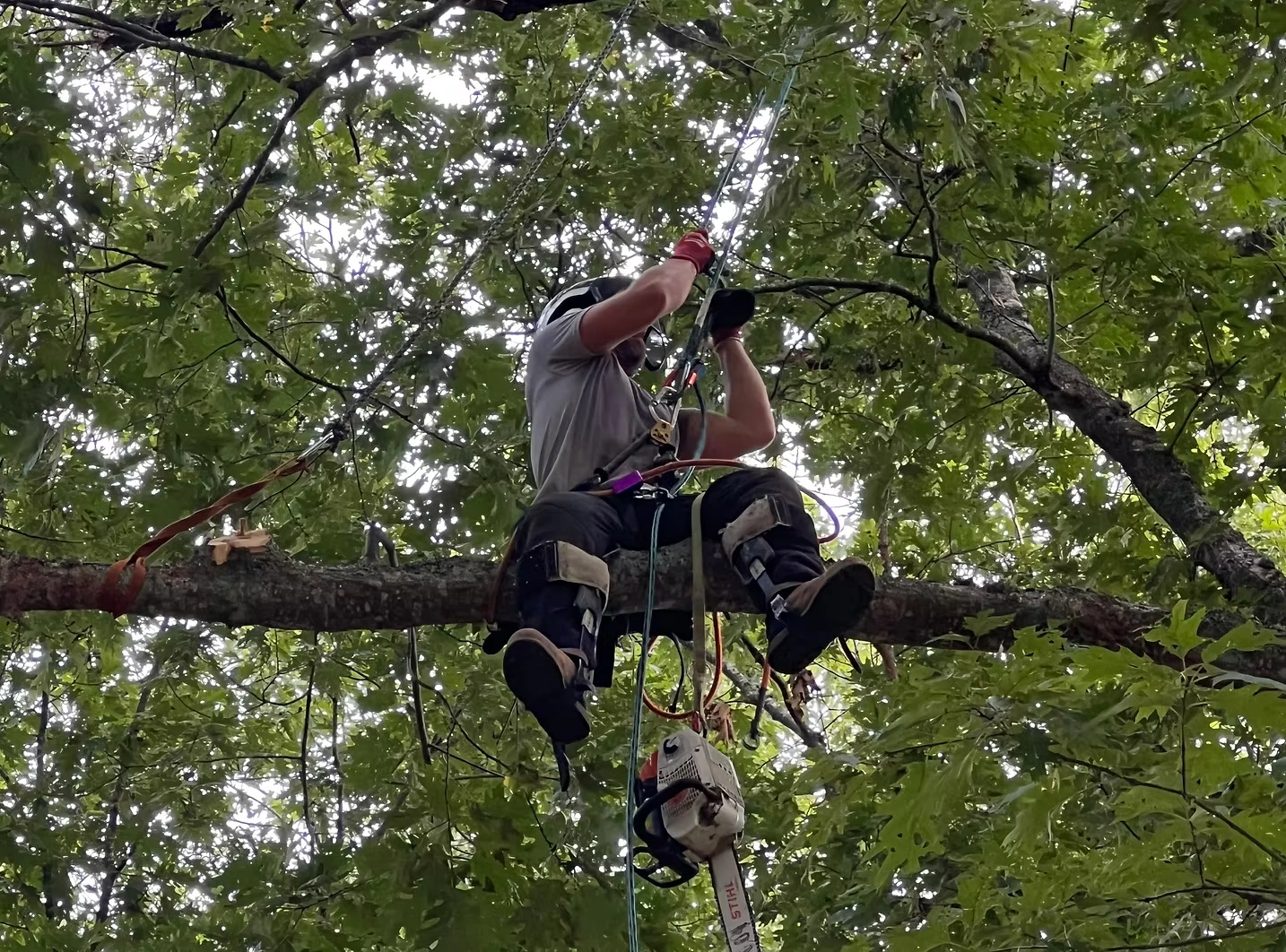 Leading Tree Removal Professionals in Ottawa