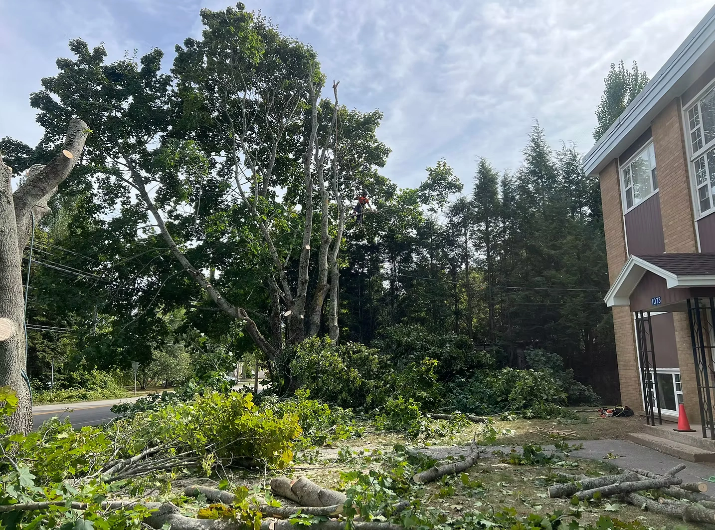 Leading Tree Removal Professionals in Ottawa