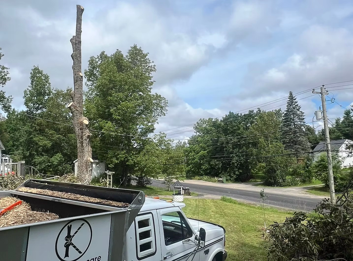Leading Tree Removal Professionals in Ottawa