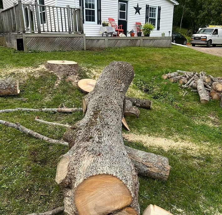 Leading Tree Removal Professionals in Ottawa